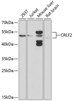 CRLF2 Antibody