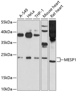MESP1 Antibody