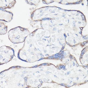 CLUH Antibody