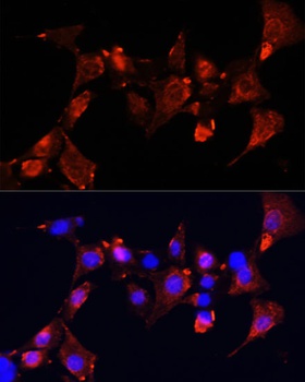 CLUH Antibody