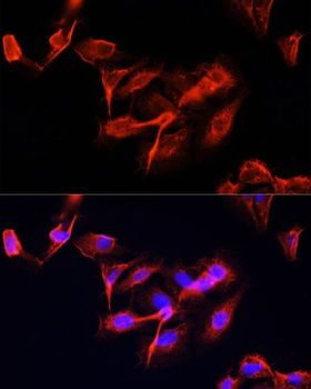 CLUH Antibody