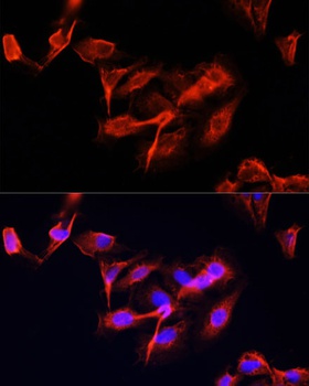 CLUH Antibody