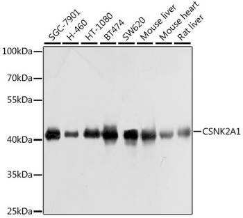 CSNK2A1 Antibody