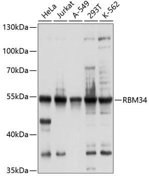 RBM34 Antibody