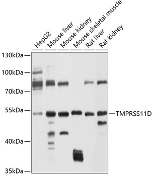 TMPRSS11D Antibody