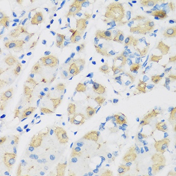 ATP4B Antibody