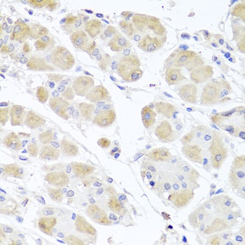 MSMB Antibody