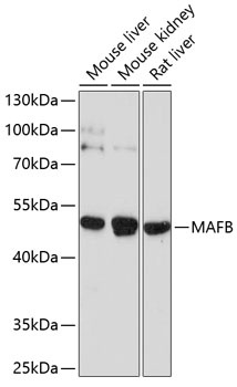 MAFB Antibody