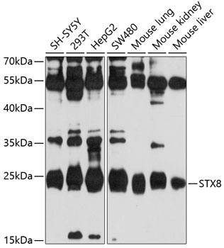 STX8 Antibody