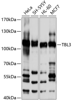 TBL3 Antibody