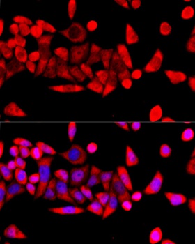 RPL8 Antibody