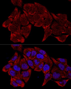 RPL8 Antibody