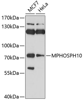 MPHOSPH10 Antibody