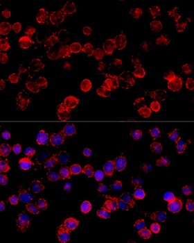 CYP3A7 Antibody