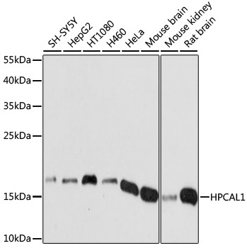 HPCAL1 Antibody