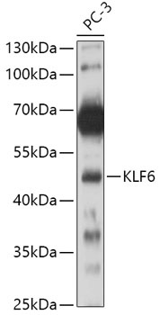 KLF6 Antibody