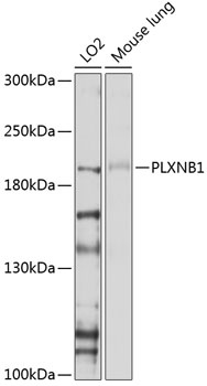 PLXNB1 Antibody