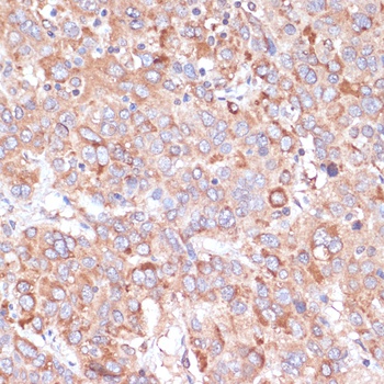 YAP1 Antibody