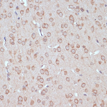 YAP1 Antibody