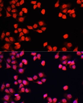 YAP1 Antibody