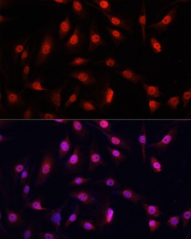 YAP1 Antibody