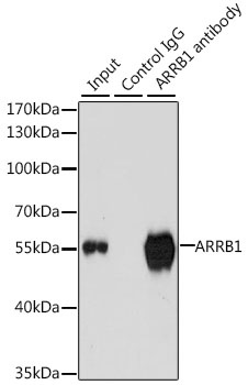 ARRB1 Antibody
