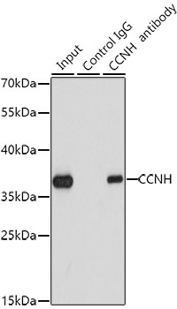 CCNH Antibody