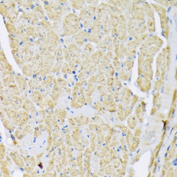 HK2 Antibody