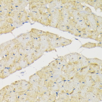 HK2 Antibody