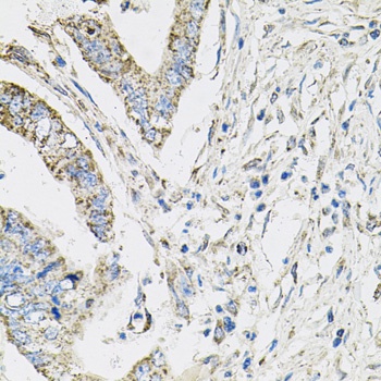 PI3 Kinase p110 beta Antibody