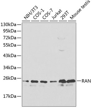 RAN Antibody