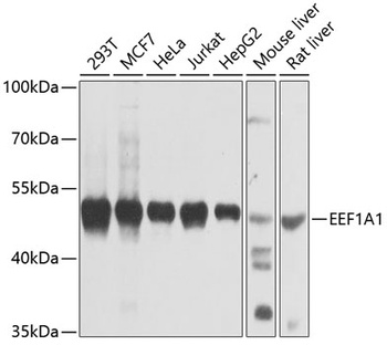 EEF1A1 Antibody