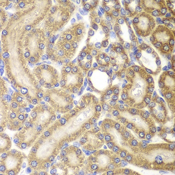 Hsp60 Antibody