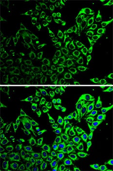 Hsp60 Antibody