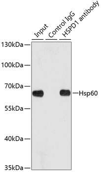 Hsp60 Antibody