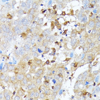 Caspase 1 Antibody