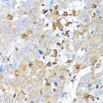 CASP1 Antibody