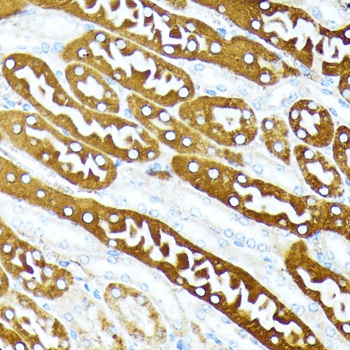 Caspase 1 Antibody