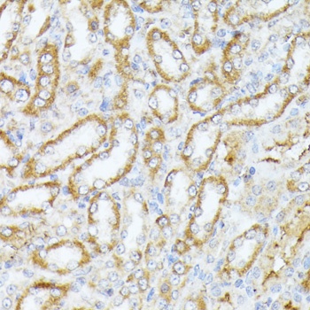 CASP1 Antibody