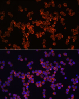 CASP1 Antibody