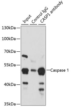 CASP1 Antibody