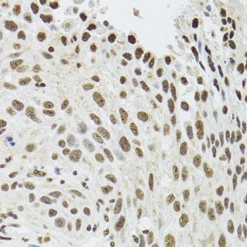 SFPQ Antibody