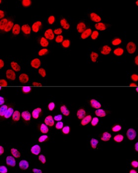 SFPQ Antibody