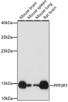 PPP3R1 Antibody