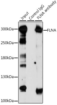 FLNA Antibody