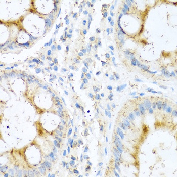 NTF4 Antibody