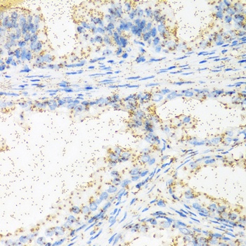 NTF4 Antibody