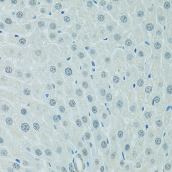 CEBPA Antibody