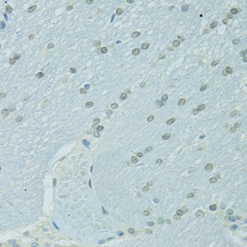 CEBPA Antibody