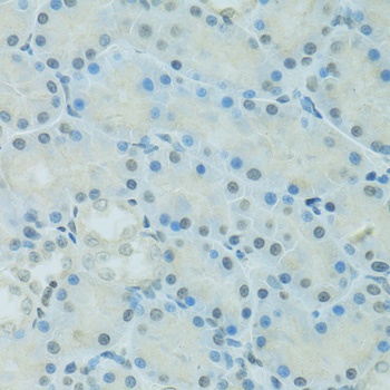 CEBPA Antibody